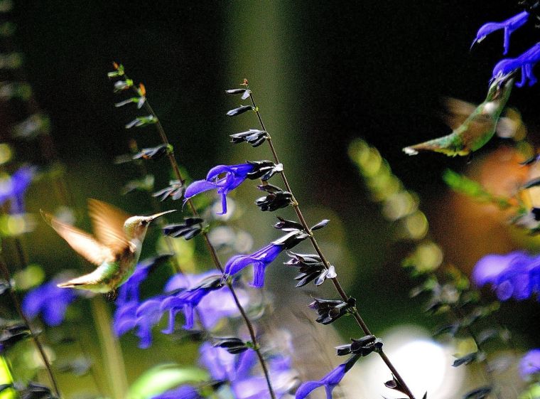 Two hummingbirds with salvia